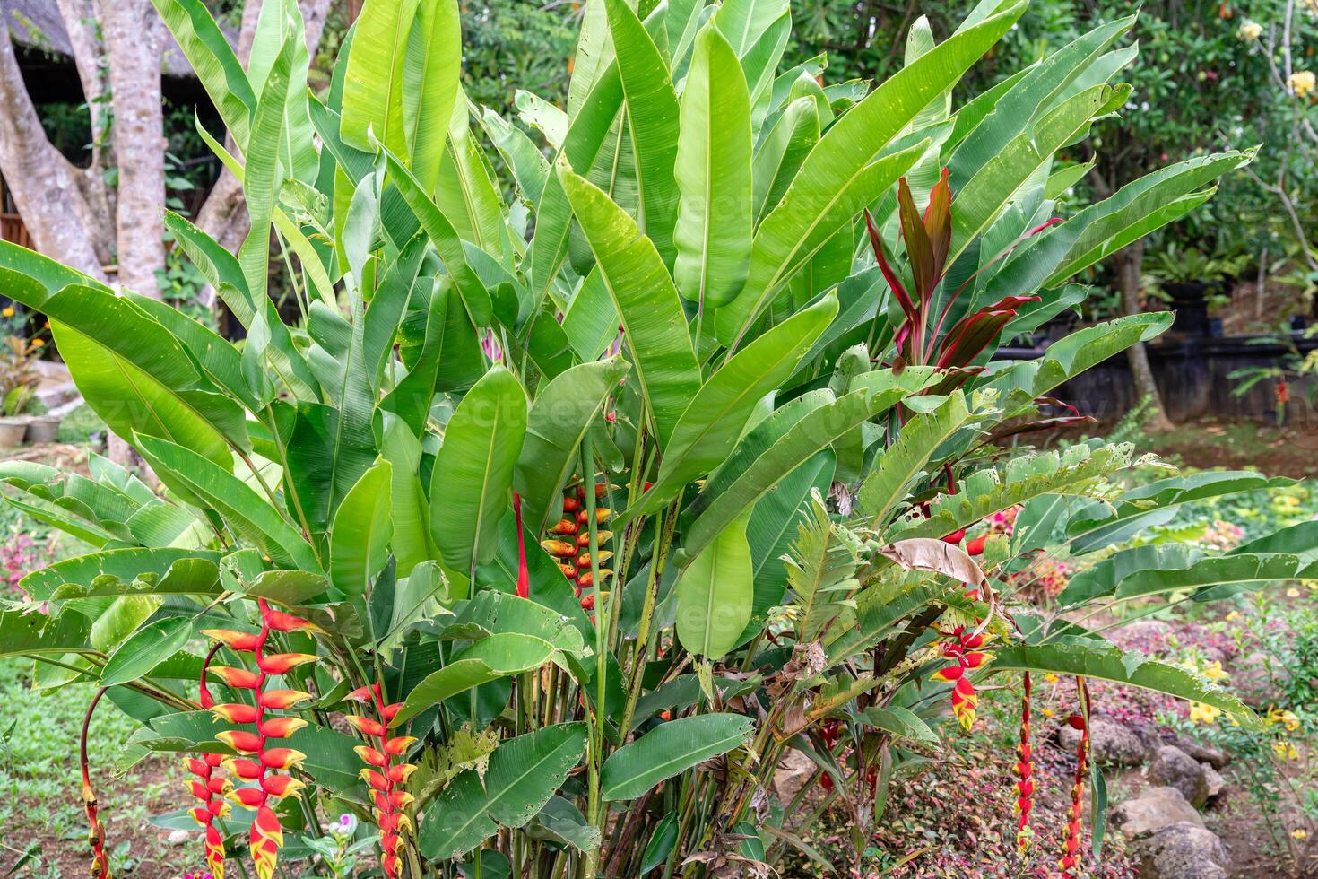 Heliconia psittacorum or parrot's beak, the hanging lobster claw or false bird of paradise. It is often cultivated as a tropical ornamental plant. photo