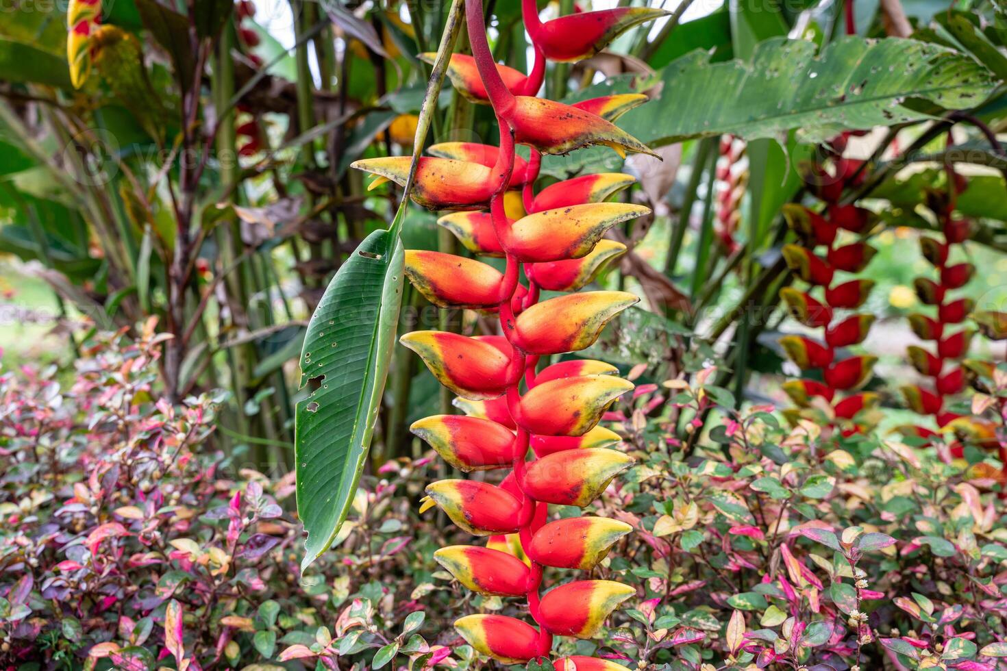 Heliconia psittacorum or parrot's beak, the hanging lobster claw or false bird of paradise. It is often cultivated as a tropical ornamental plant. photo