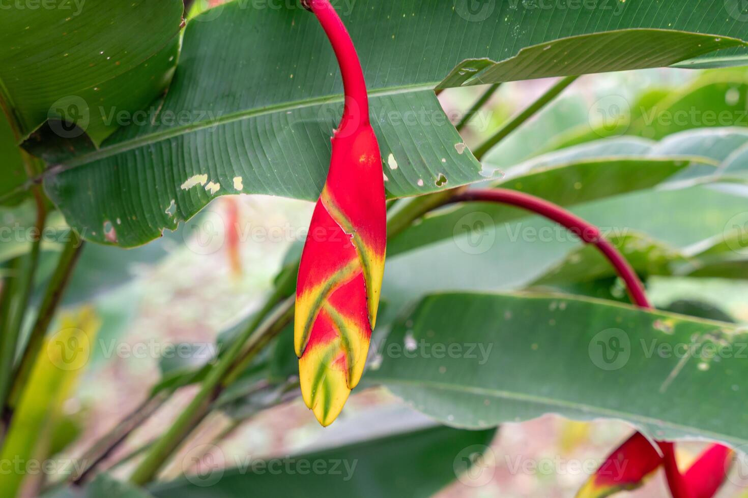 Heliconia psittacorum or parrot's beak, the hanging lobster claw or false bird of paradise. It is often cultivated as a tropical ornamental plant. photo