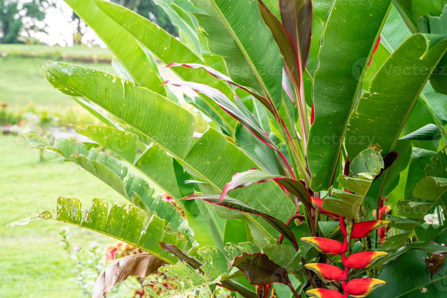 Heliconia psittacorum or parrot's beak, the hanging lobster claw or false bird of paradise. It is often cultivated as a tropical ornamental plant. photo
