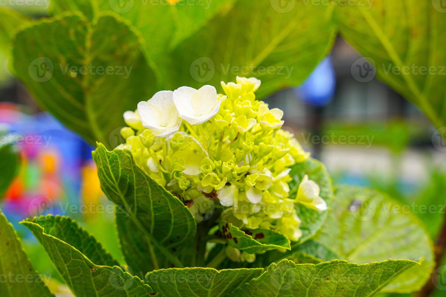 Hydrangea common names hydrangea or hortensia, is a genus of over 75 species of flowering plants native to Asia and the Americas. Natural floral background. spring flowers. photo