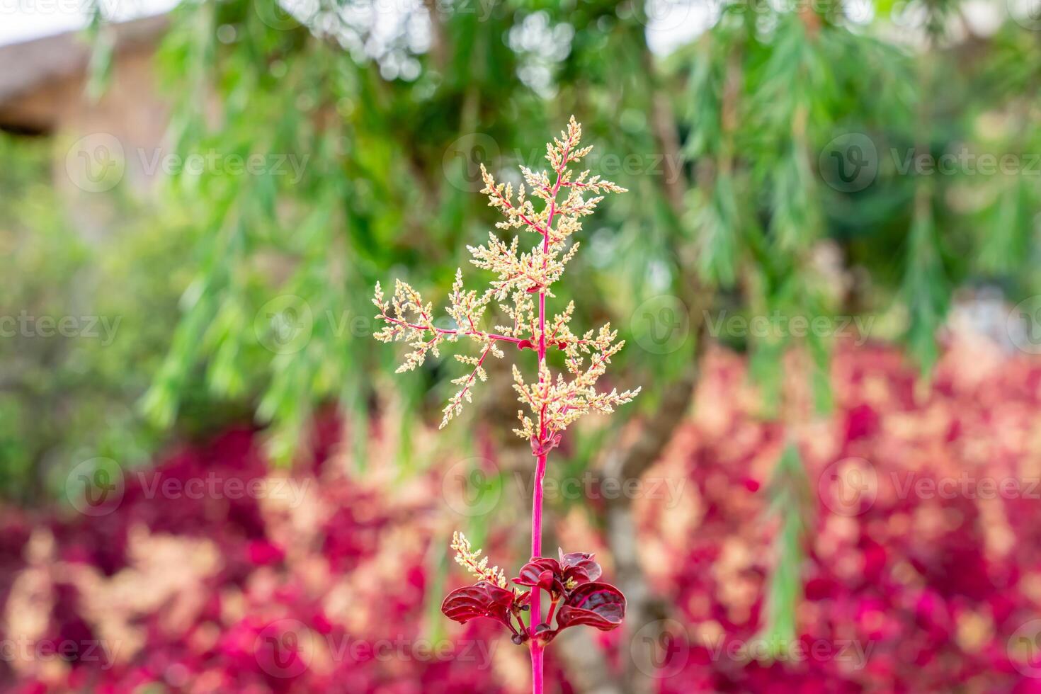 Iresine herbstii or Herbst's bloodleaf is a species of flowering plant in the family Amaranthaceae. Some call this plant the chicken gizzard plant. Red Blood Leaf Ornamental Plant. photo