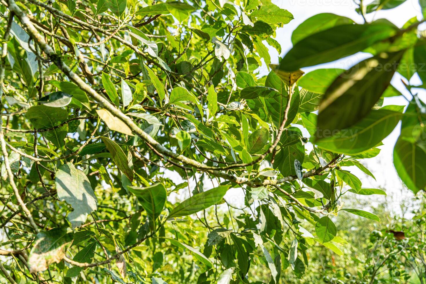 Jackfruit or Pohon Nangka is the name of a kind of tree, as well as fruit. Jackfruit trees belong to the Moraceae tribe, the scientific name is Artocarpus heterophyllus. photo
