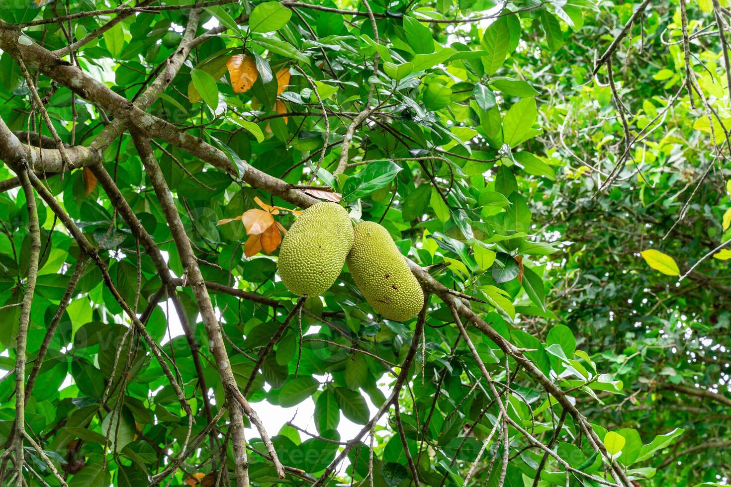 Jackfruit or Pohon Nangka is the name of a kind of tree, as well as fruit. Jackfruit trees belong to the Moraceae tribe, the scientific name is Artocarpus heterophyllus. photo
