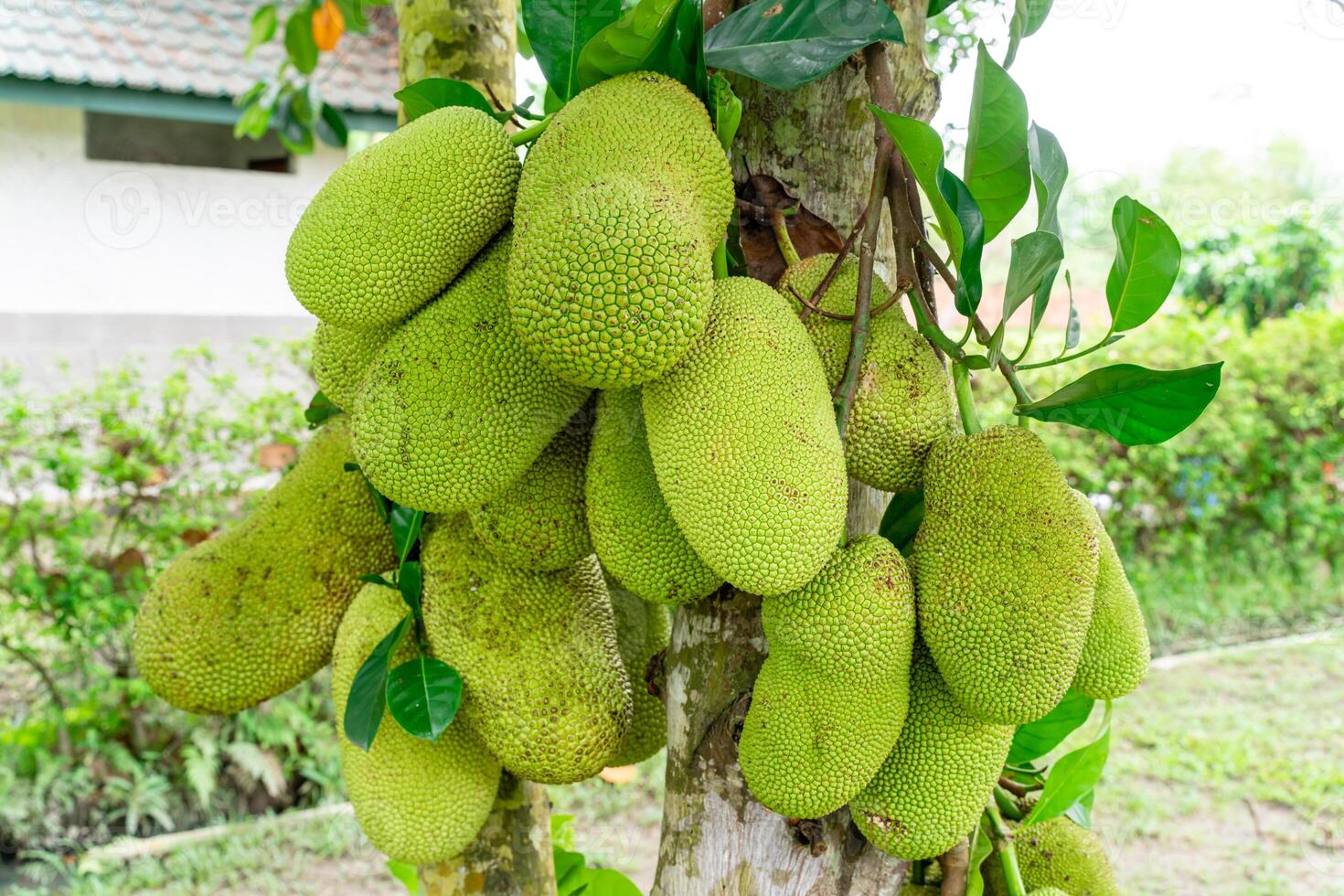 Jackfruit or Pohon Nangka is the name of a kind of tree, as well as fruit. Jackfruit trees belong to the Moraceae tribe, the scientific name is Artocarpus heterophyllus. photo