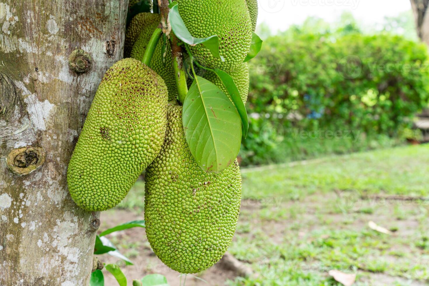 Jackfruit or Pohon Nangka is the name of a kind of tree, as well as fruit. Jackfruit trees belong to the Moraceae tribe, the scientific name is Artocarpus heterophyllus. photo