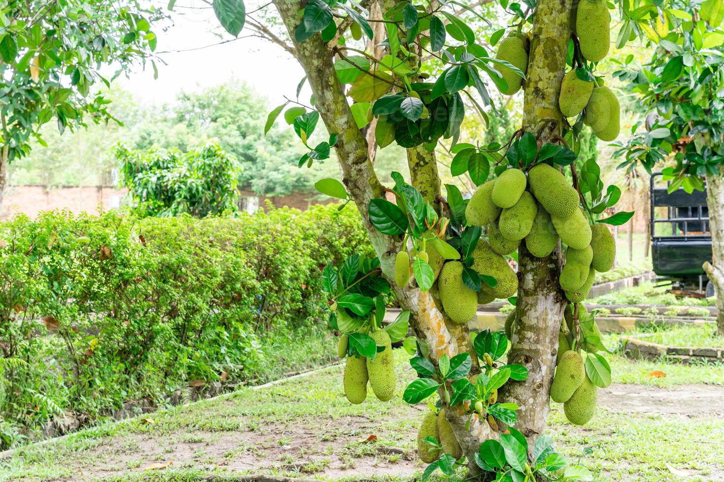 Jackfruit or Pohon Nangka is the name of a kind of tree, as well as fruit. Jackfruit trees belong to the Moraceae tribe, the scientific name is Artocarpus heterophyllus. photo
