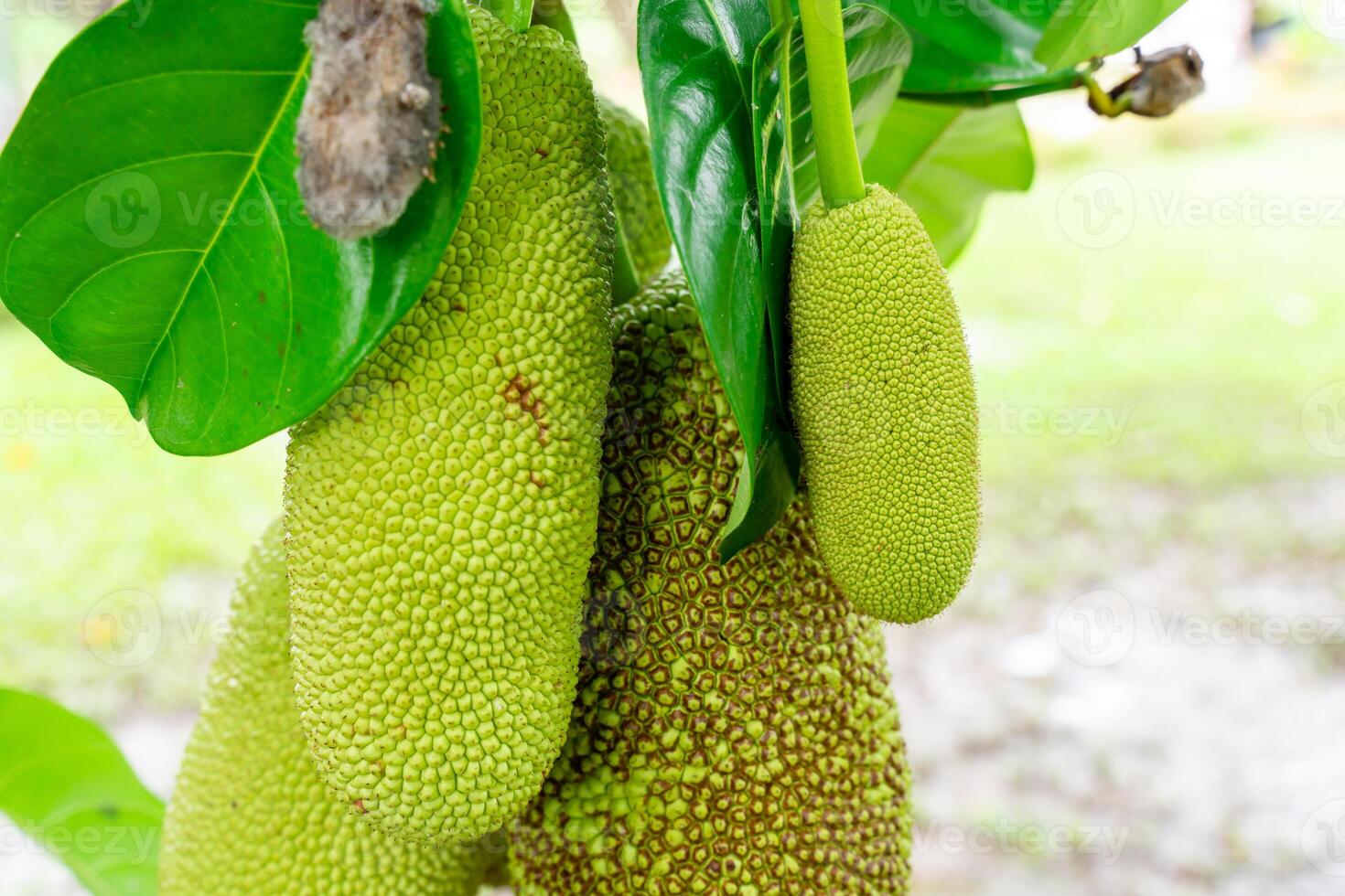 Jackfruit or Pohon Nangka is the name of a kind of tree, as well as fruit. Jackfruit trees belong to the Moraceae tribe, the scientific name is Artocarpus heterophyllus. photo