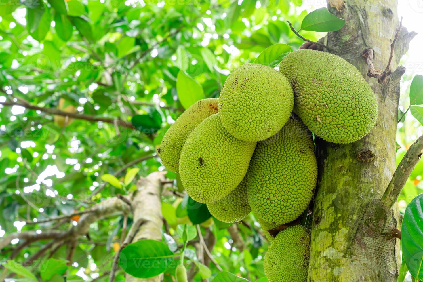 Jackfruit or Pohon Nangka is the name of a kind of tree, as well as fruit. Jackfruit trees belong to the Moraceae tribe, the scientific name is Artocarpus heterophyllus. photo
