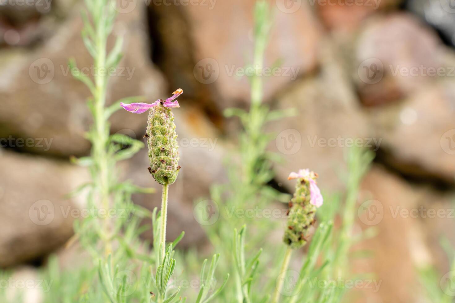 Flowers of French lavender or Lavandula stoechas field. Lavender in the garden. The aromatic French Provence lavender grows in the field. photo