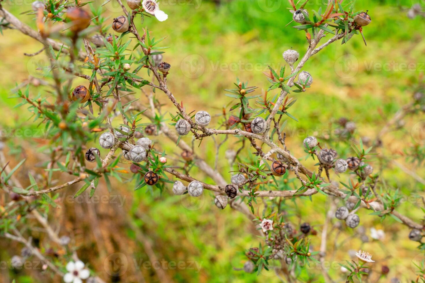 Leptospermum scoparium, commonly called manuka is a species of flowering plant in the myrtle family Myrtaceae, native to south-east Australia and New Zealand. photo