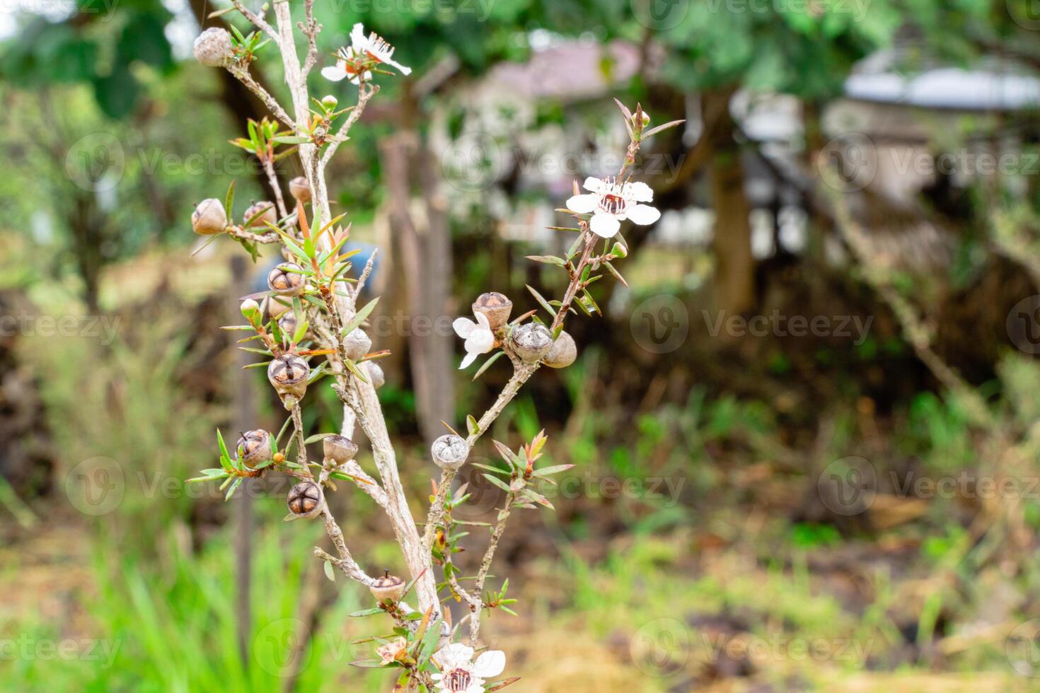 Leptospermum scoparium, commonly called manuka is a species of flowering plant in the myrtle family Myrtaceae, native to south-east Australia and New Zealand. photo