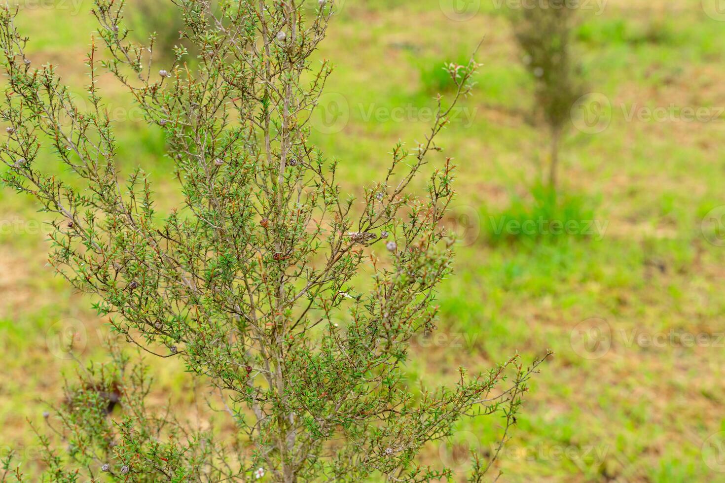 Leptospermum scoparium, commonly called manuka is a species of flowering plant in the myrtle family Myrtaceae, native to south-east Australia and New Zealand. photo