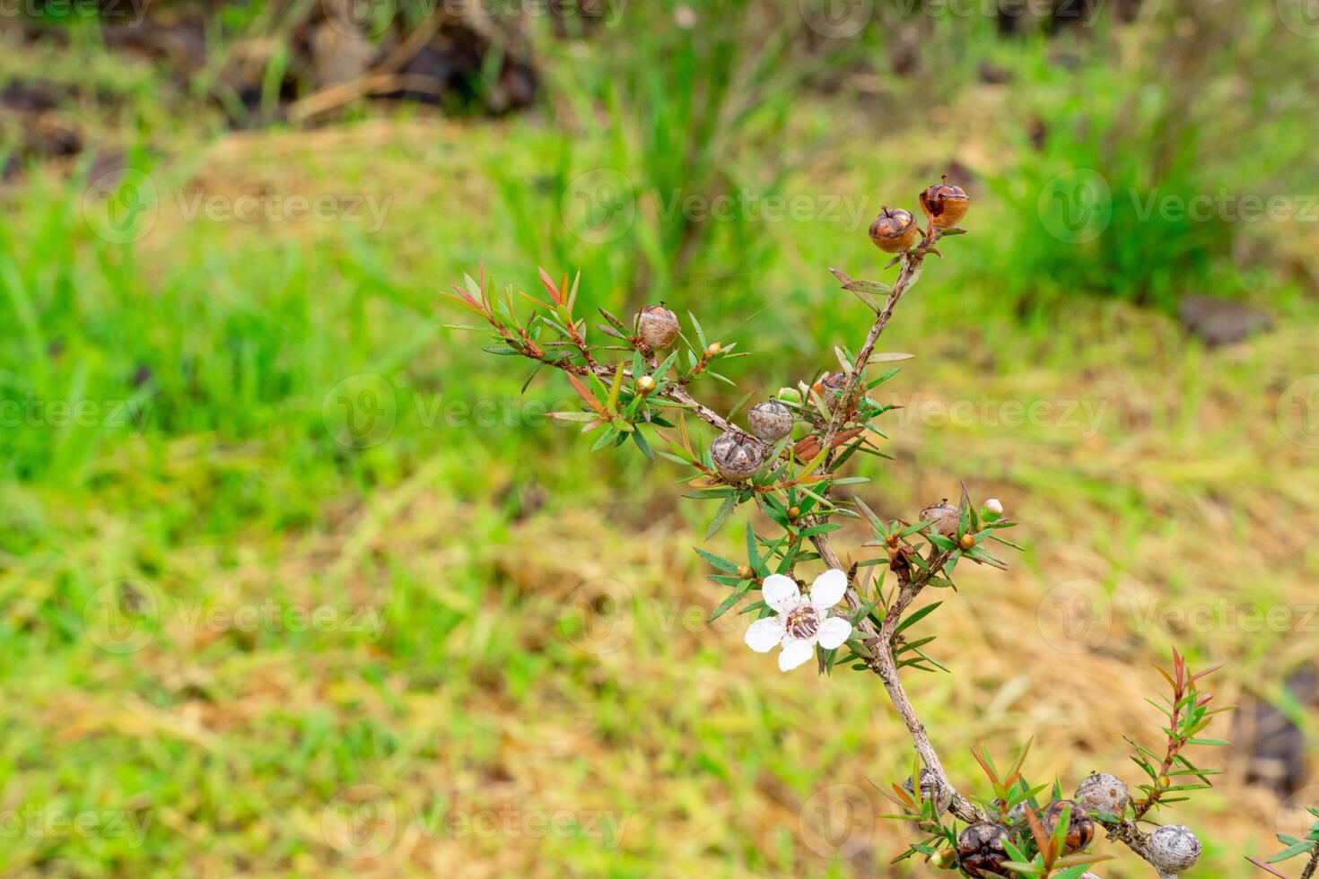 Leptospermum scoparium, commonly called manuka is a species of flowering plant in the myrtle family Myrtaceae, native to south-east Australia and New Zealand. photo