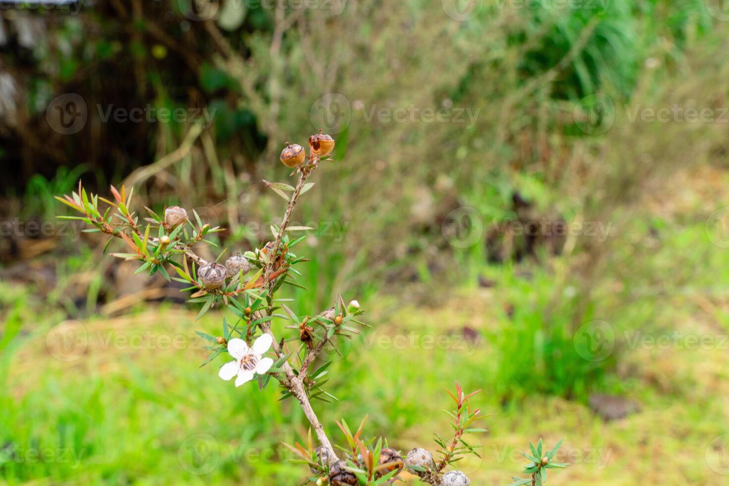 Leptospermum scoparium, commonly called manuka is a species of flowering plant in the myrtle family Myrtaceae, native to south-east Australia and New Zealand. photo