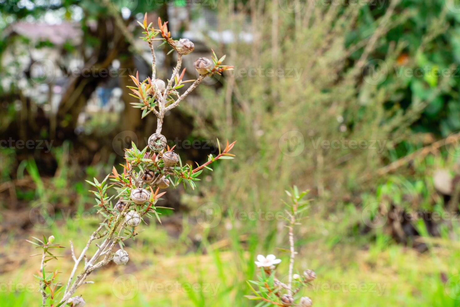 Leptospermum scoparium, commonly called manuka is a species of flowering plant in the myrtle family Myrtaceae, native to south-east Australia and New Zealand. photo