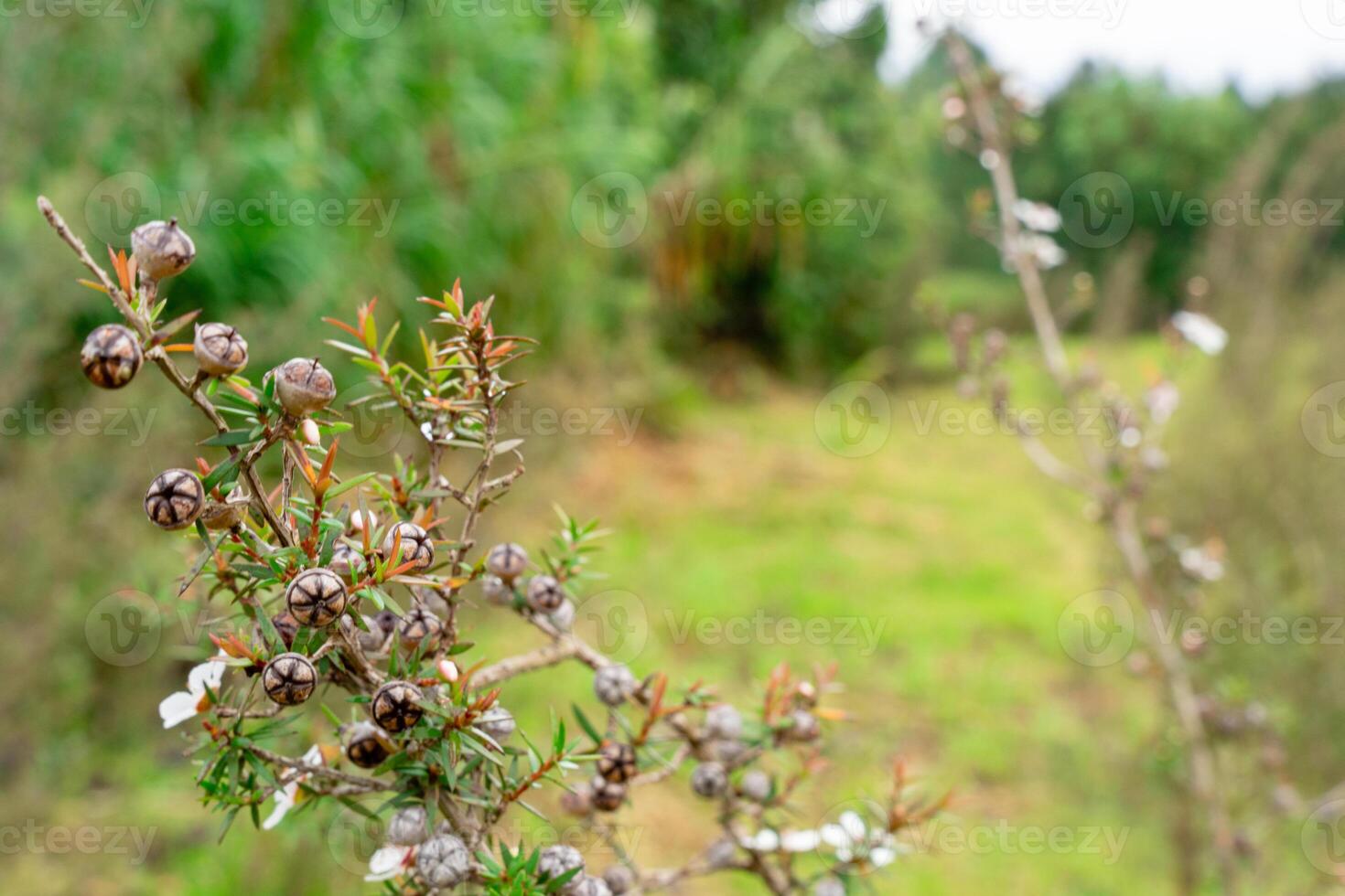 Leptospermum scoparium, commonly called manuka is a species of flowering plant in the myrtle family Myrtaceae, native to south-east Australia and New Zealand. photo
