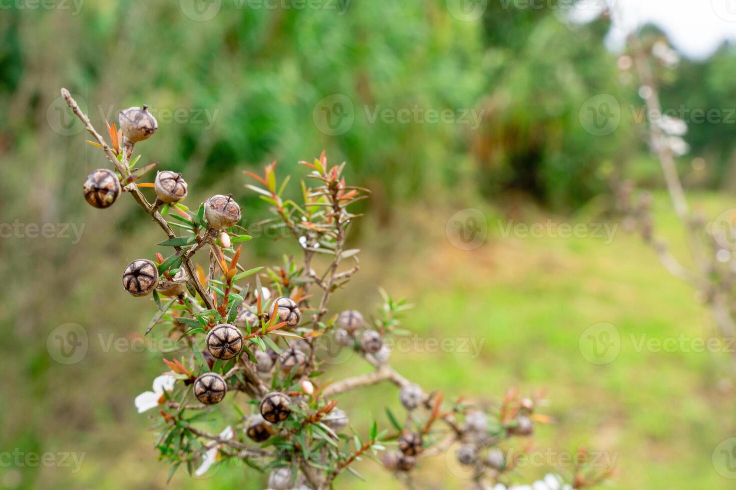 Leptospermum scoparium, commonly called manuka is a species of flowering plant in the myrtle family Myrtaceae, native to south-east Australia and New Zealand. photo