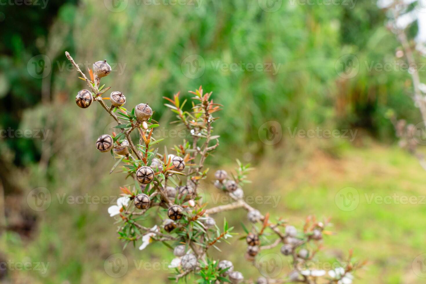 Leptospermum scoparium, commonly called manuka is a species of flowering plant in the myrtle family Myrtaceae, native to south-east Australia and New Zealand. photo