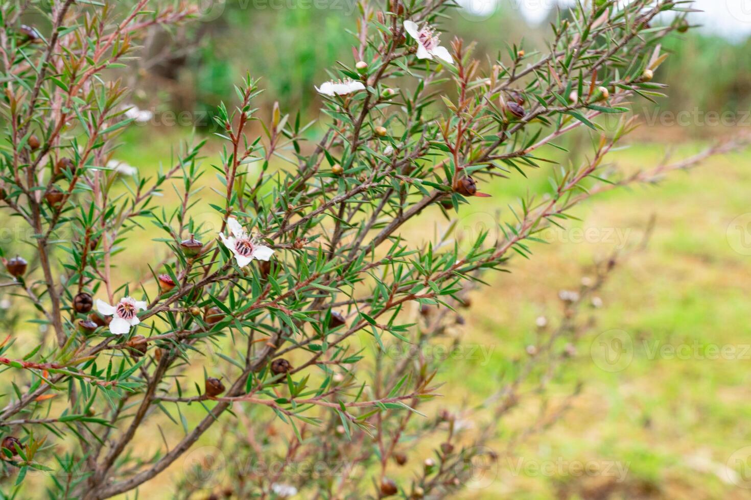 Leptospermum scoparium, commonly called manuka is a species of flowering plant in the myrtle family Myrtaceae, native to south-east Australia and New Zealand. photo