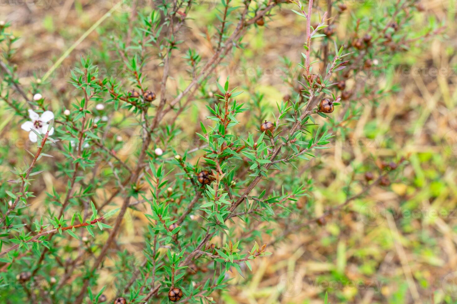 Leptospermum scoparium, commonly called manuka is a species of flowering plant in the myrtle family Myrtaceae, native to south-east Australia and New Zealand. photo