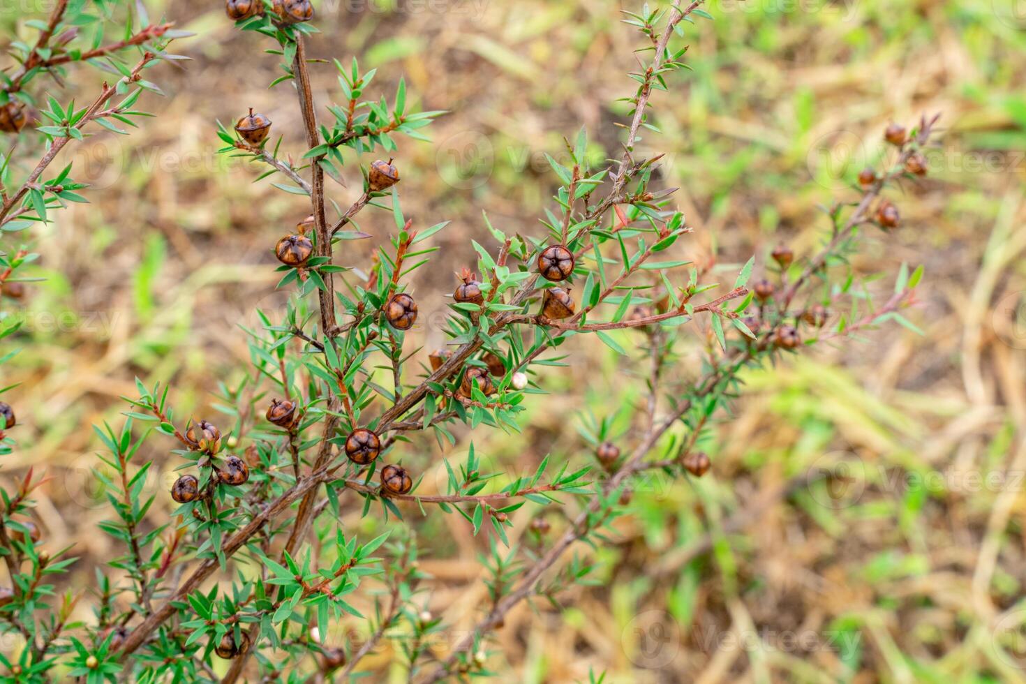 Leptospermum scoparium, commonly called manuka is a species of flowering plant in the myrtle family Myrtaceae, native to south-east Australia and New Zealand. photo