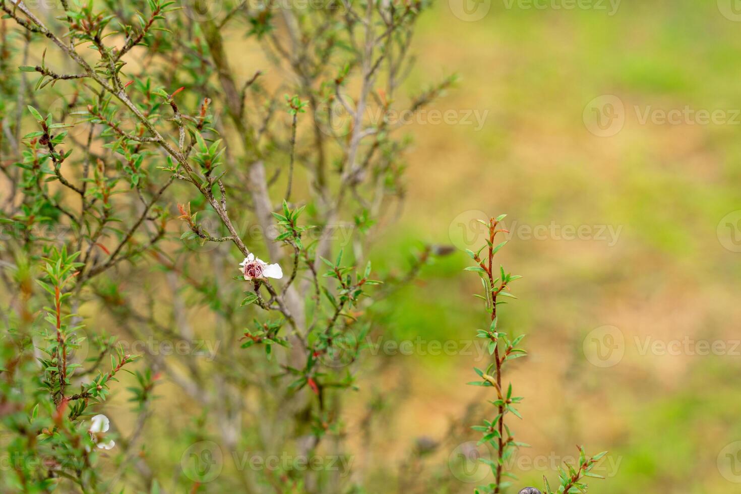 Leptospermum scoparium, commonly called manuka is a species of flowering plant in the myrtle family Myrtaceae, native to south-east Australia and New Zealand. photo