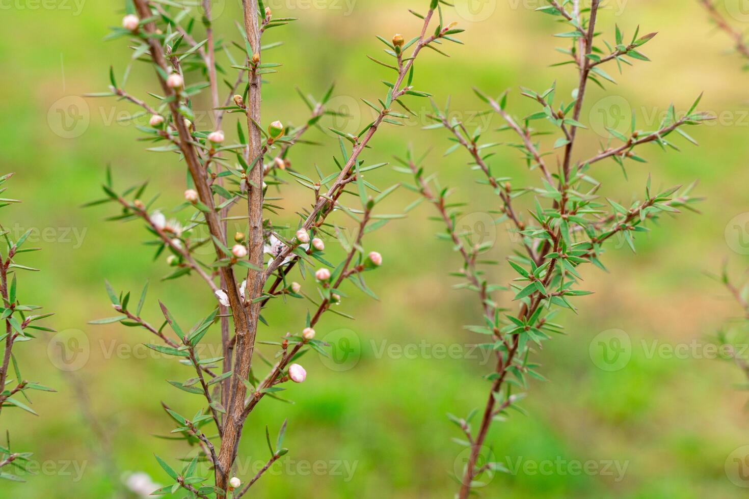 Leptospermum scoparium, commonly called manuka is a species of flowering plant in the myrtle family Myrtaceae, native to south-east Australia and New Zealand. photo