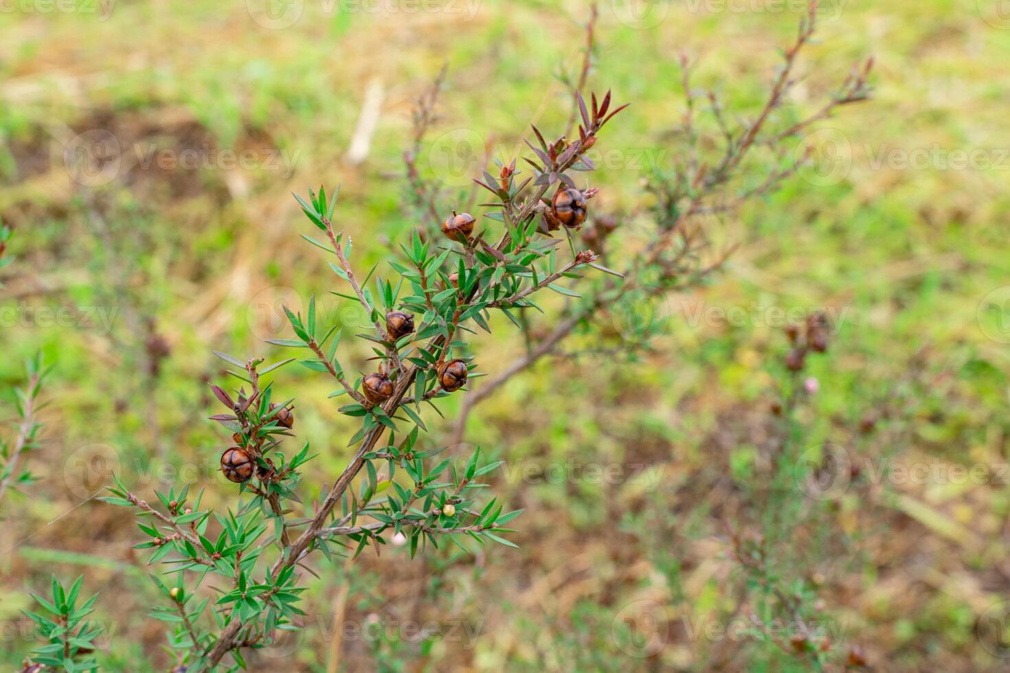 Leptospermum scoparium, commonly called manuka is a species of flowering plant in the myrtle family Myrtaceae, native to south-east Australia and New Zealand. photo