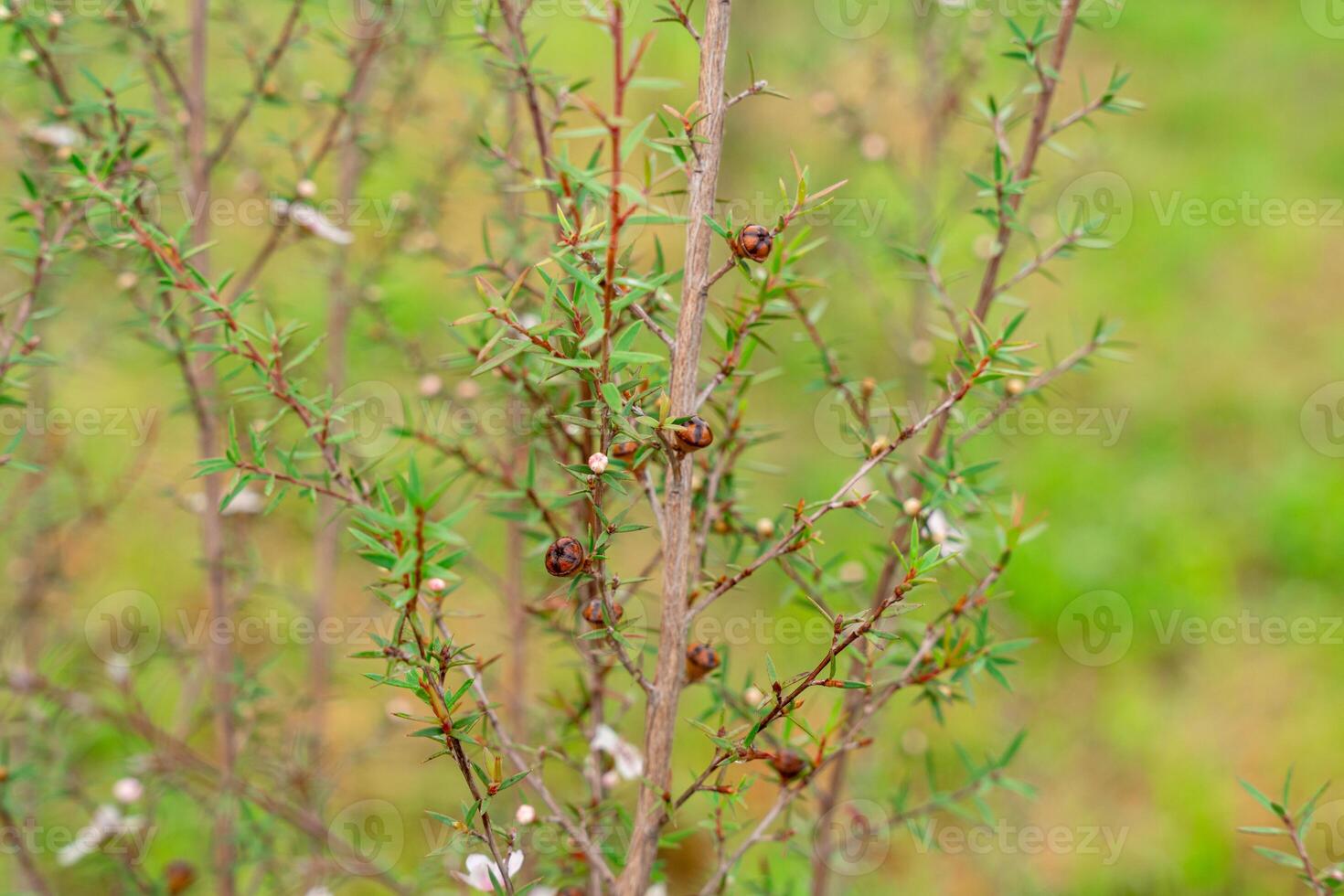 Leptospermum scoparium, commonly called manuka is a species of flowering plant in the myrtle family Myrtaceae, native to south-east Australia and New Zealand. photo