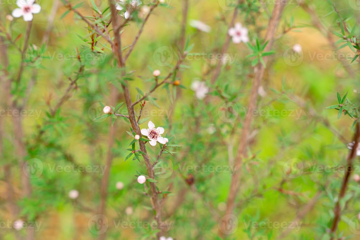 Leptospermum scoparium, commonly called manuka is a species of flowering plant in the myrtle family Myrtaceae, native to south-east Australia and New Zealand. photo