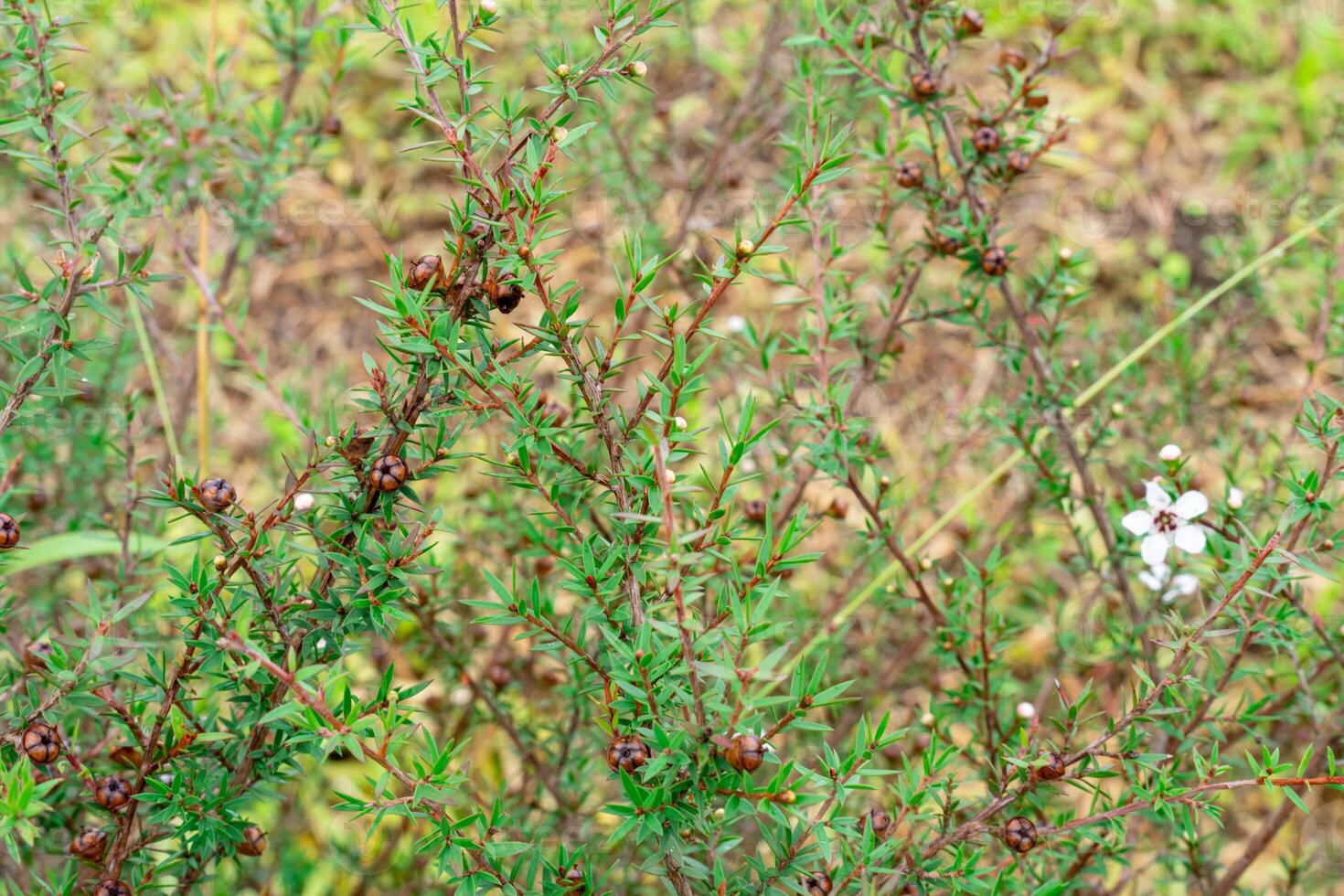 Leptospermum scoparium, commonly called manuka is a species of flowering plant in the myrtle family Myrtaceae, native to south-east Australia and New Zealand. photo