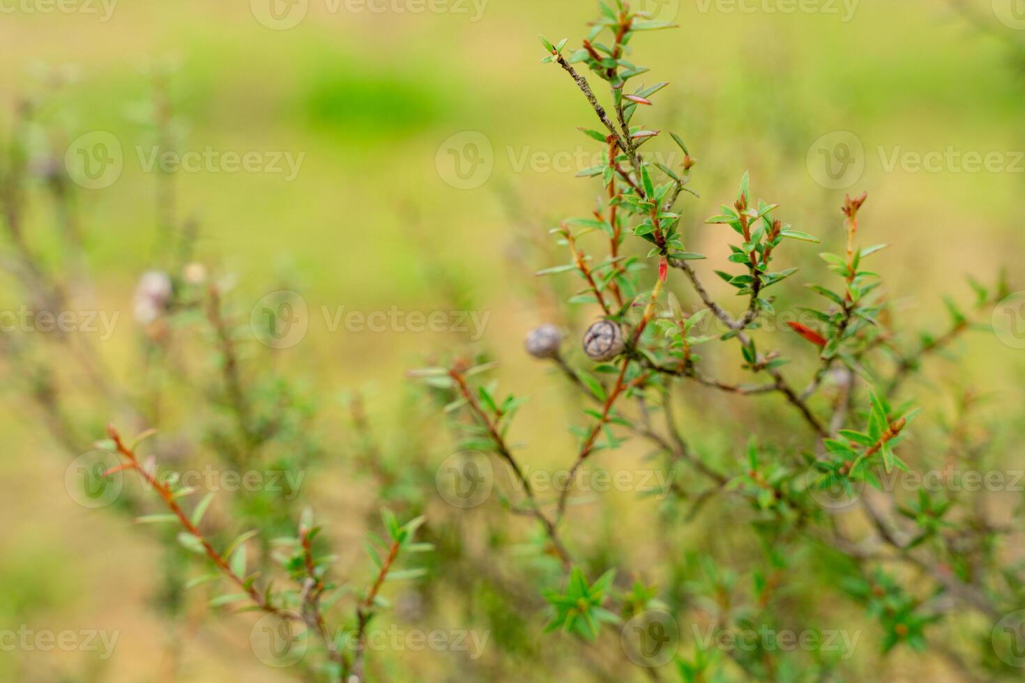 Leptospermum scoparium, commonly called manuka is a species of flowering plant in the myrtle family Myrtaceae, native to south-east Australia and New Zealand. photo