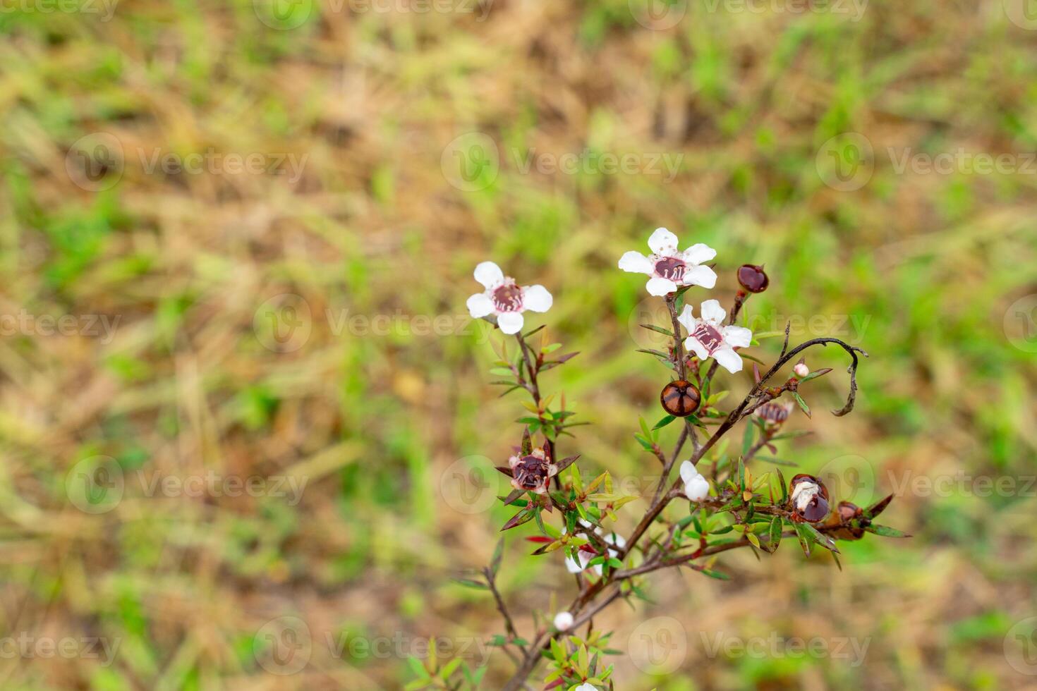 Leptospermum scoparium, commonly called manuka is a species of flowering plant in the myrtle family Myrtaceae, native to south-east Australia and New Zealand. photo