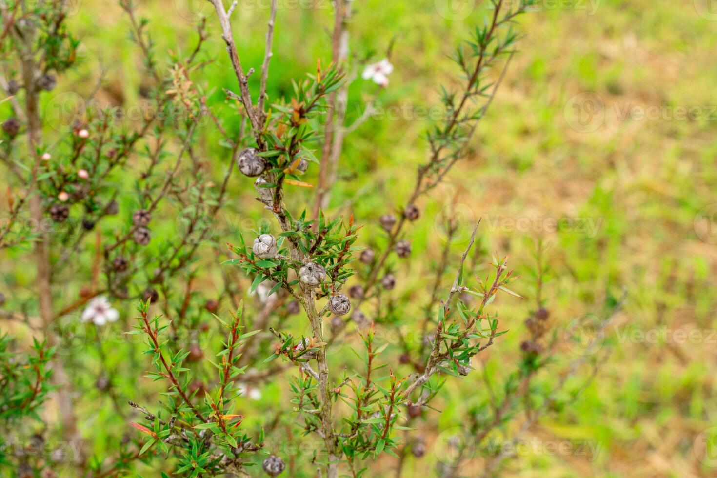 Leptospermum scoparium, commonly called manuka is a species of flowering plant in the myrtle family Myrtaceae, native to south-east Australia and New Zealand. photo