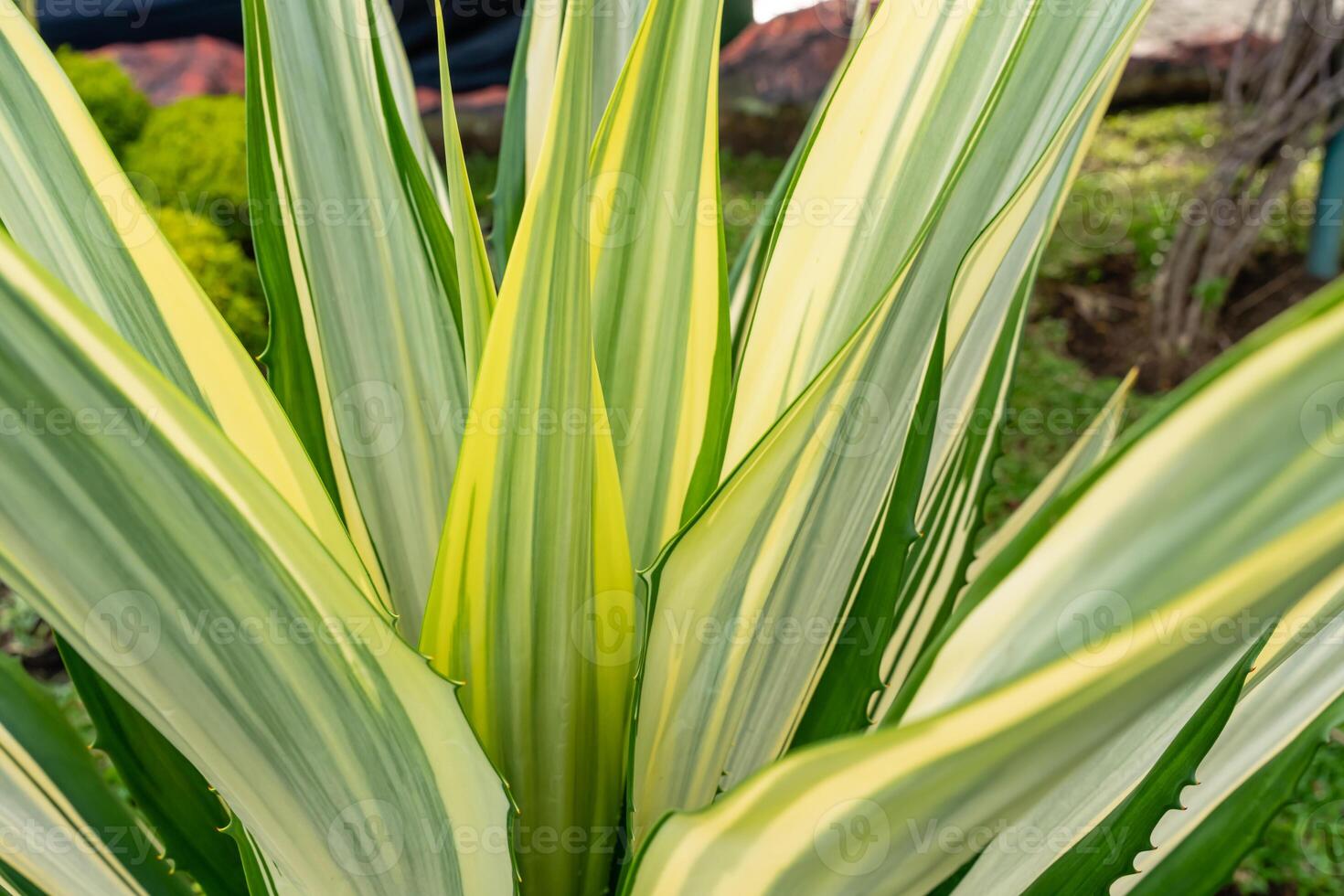 Beautiful white green leaves of Mauritius hemp or Furcraea foetida. Green aloe plant. Agave plant. photo