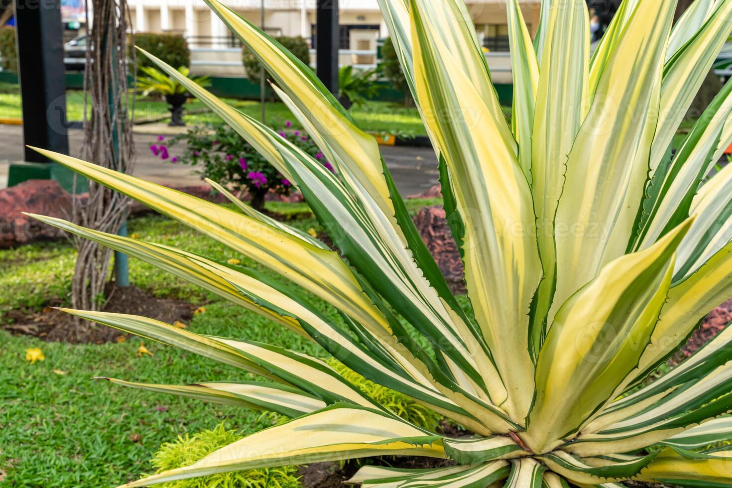 Beautiful white green leaves of Mauritius hemp or Furcraea foetida. Green aloe plant. Agave plant. photo