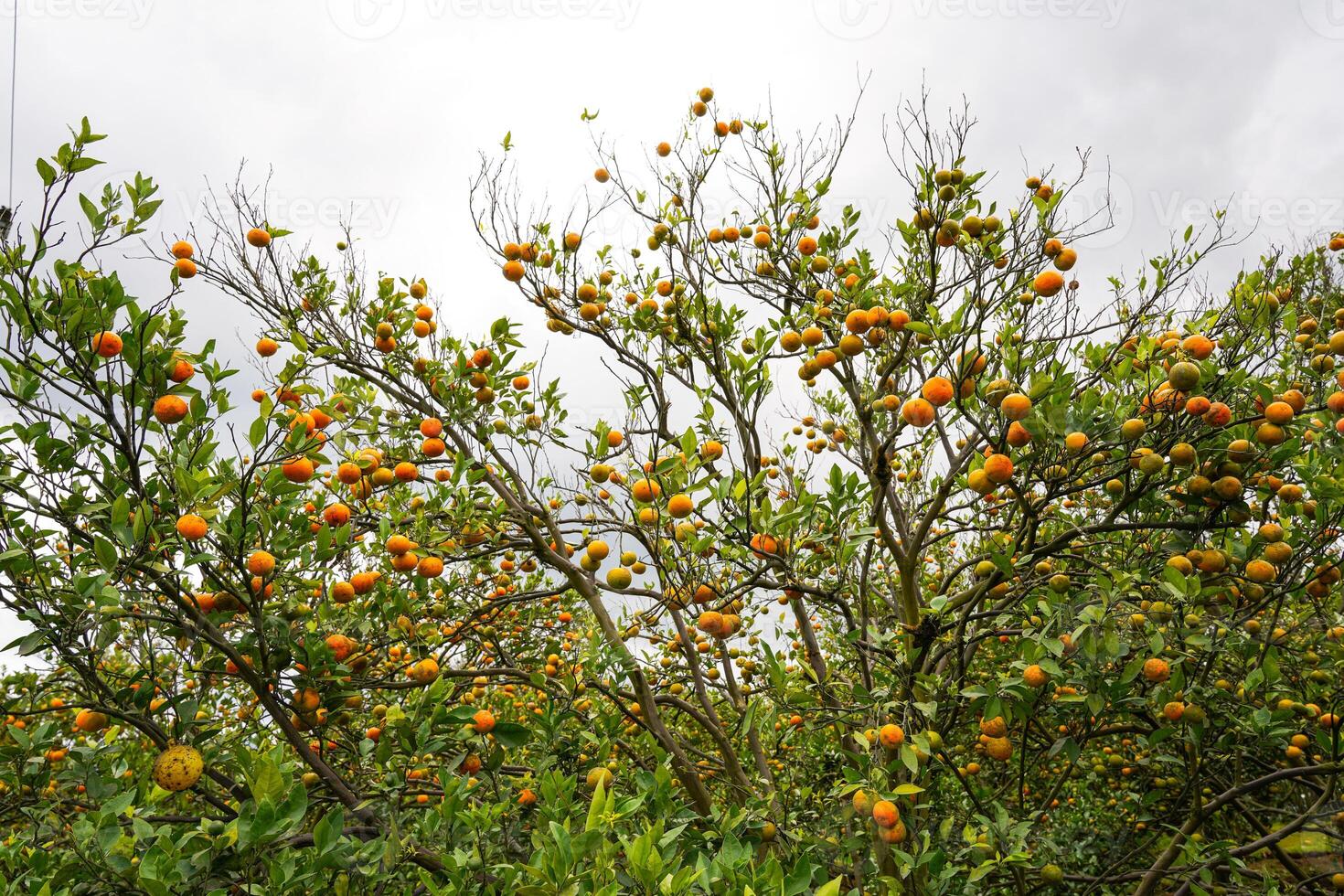 orange tree in garden photo
