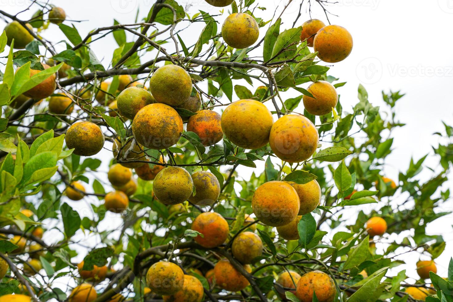 Oranges on the Tree ready for Harvests. Navel orange, Citrus sinensis or known as Limau Madu photo