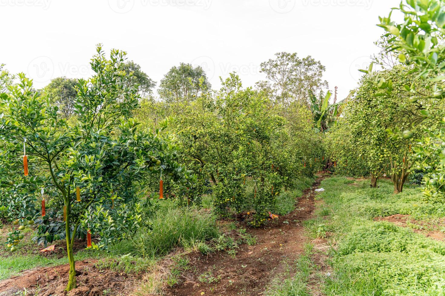 Oranges on the Tree ready for Harvests. Navel orange, Citrus sinensis or known as Limau Madu photo
