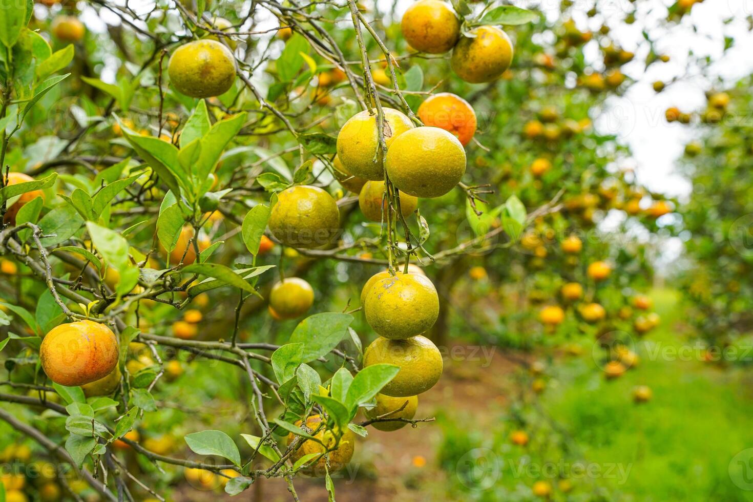 Oranges on the Tree ready for Harvests. Navel orange, Citrus sinensis or known as Limau Madu photo