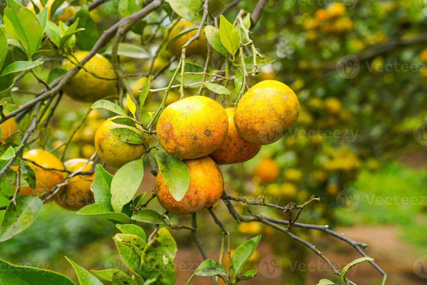 Oranges on the Tree ready for Harvests. Navel orange, Citrus sinensis or known as Limau Madu photo