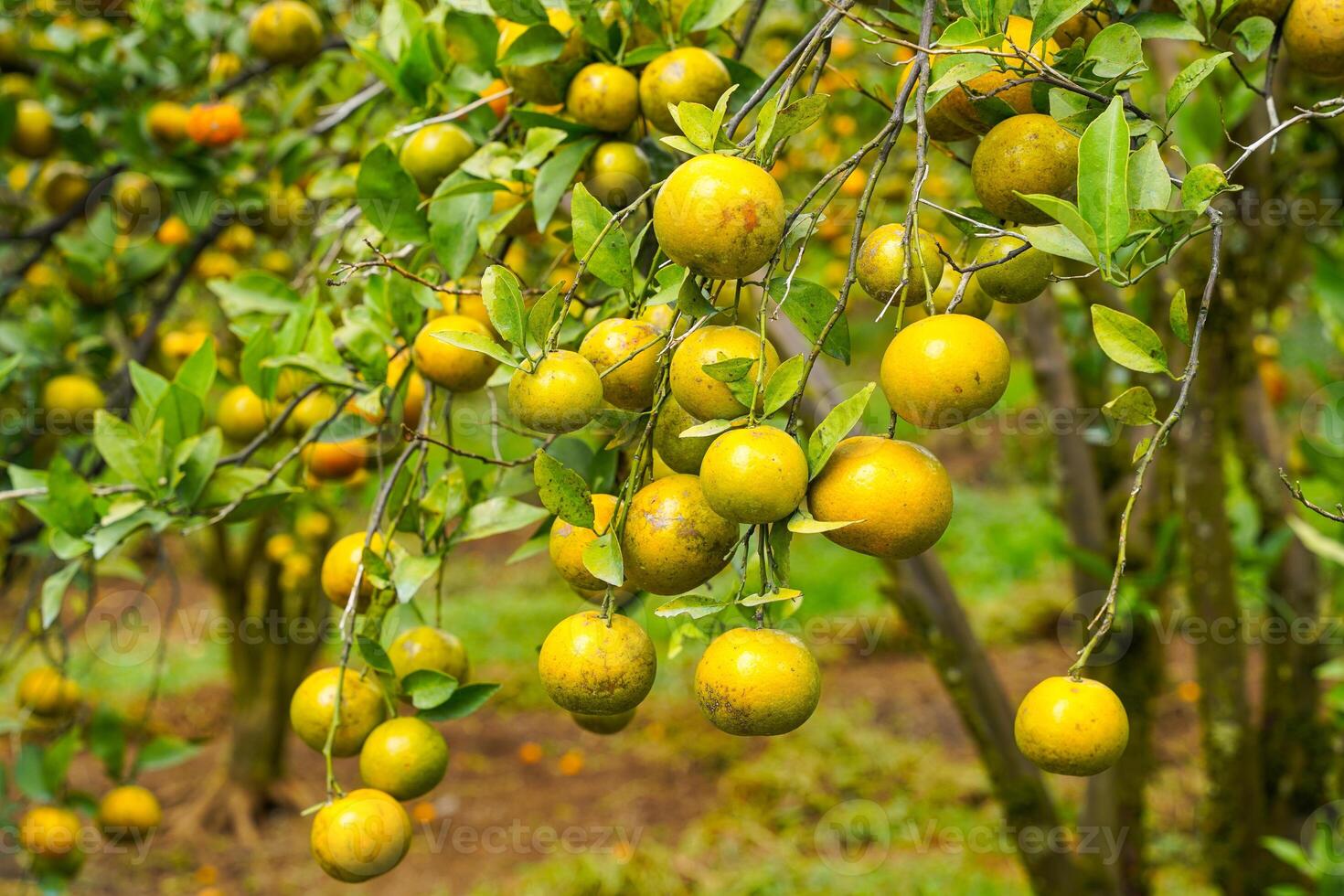 Oranges on the Tree ready for Harvests. Navel orange, Citrus sinensis or known as Limau Madu photo