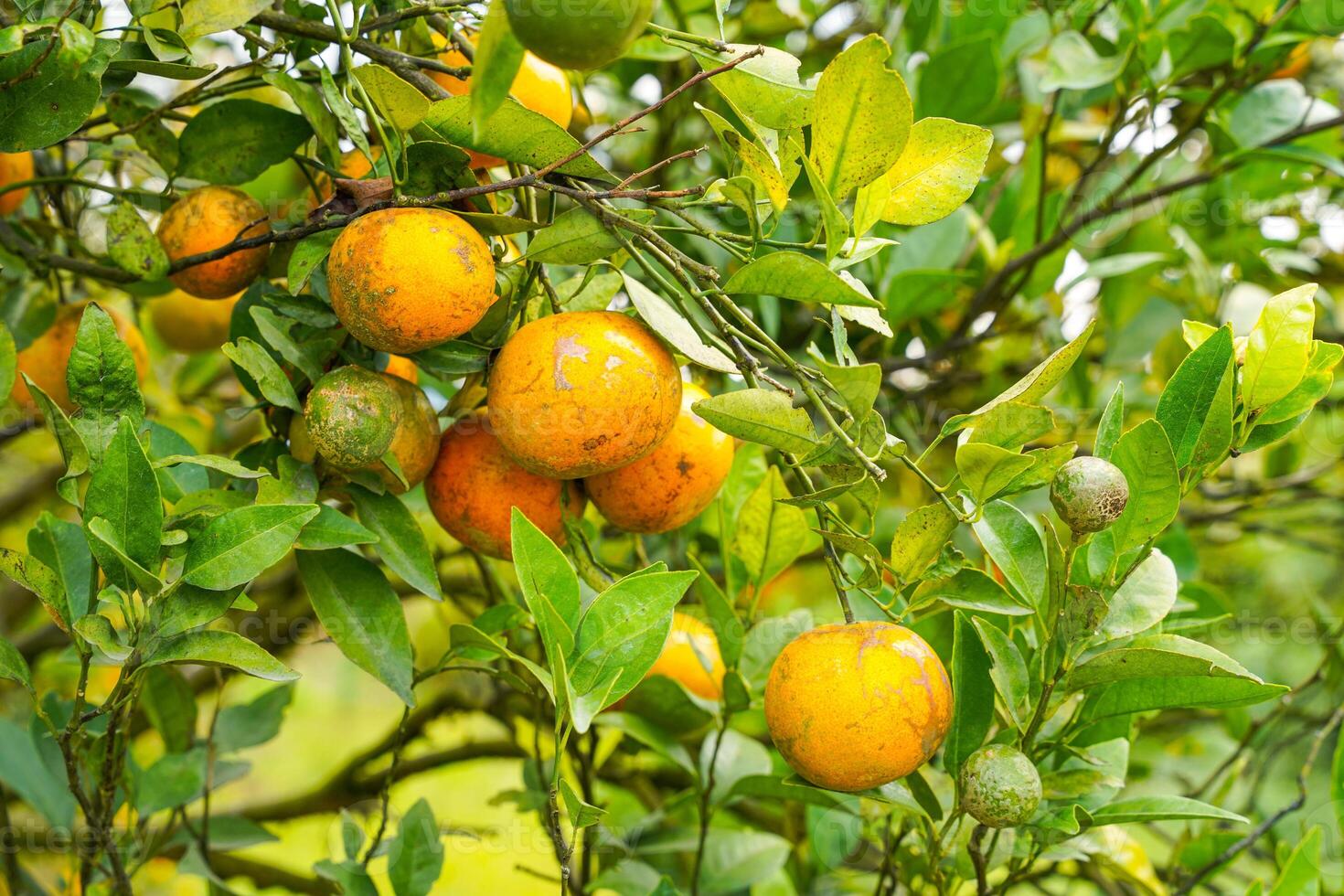 Oranges on the Tree ready for Harvests. Navel orange, Citrus sinensis or known as Limau Madu photo