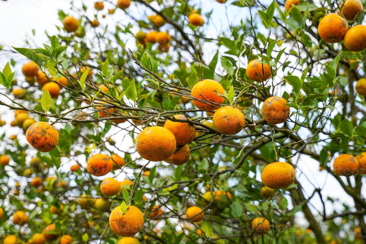 Oranges on the Tree ready for Harvests. Navel orange, Citrus sinensis or known as Limau Madu photo