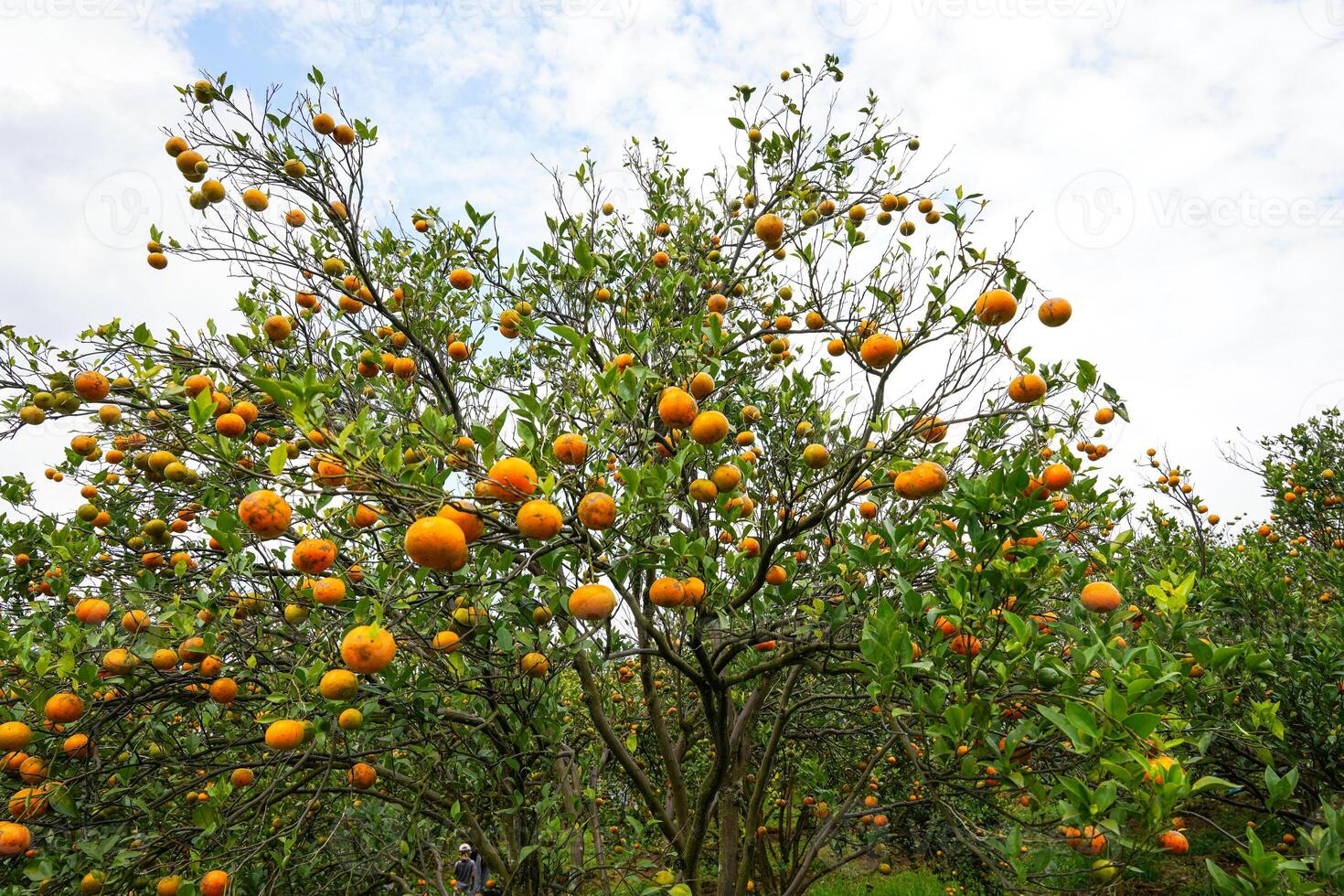 Oranges on the Tree ready for Harvests. Navel orange, Citrus sinensis or known as Limau Madu photo