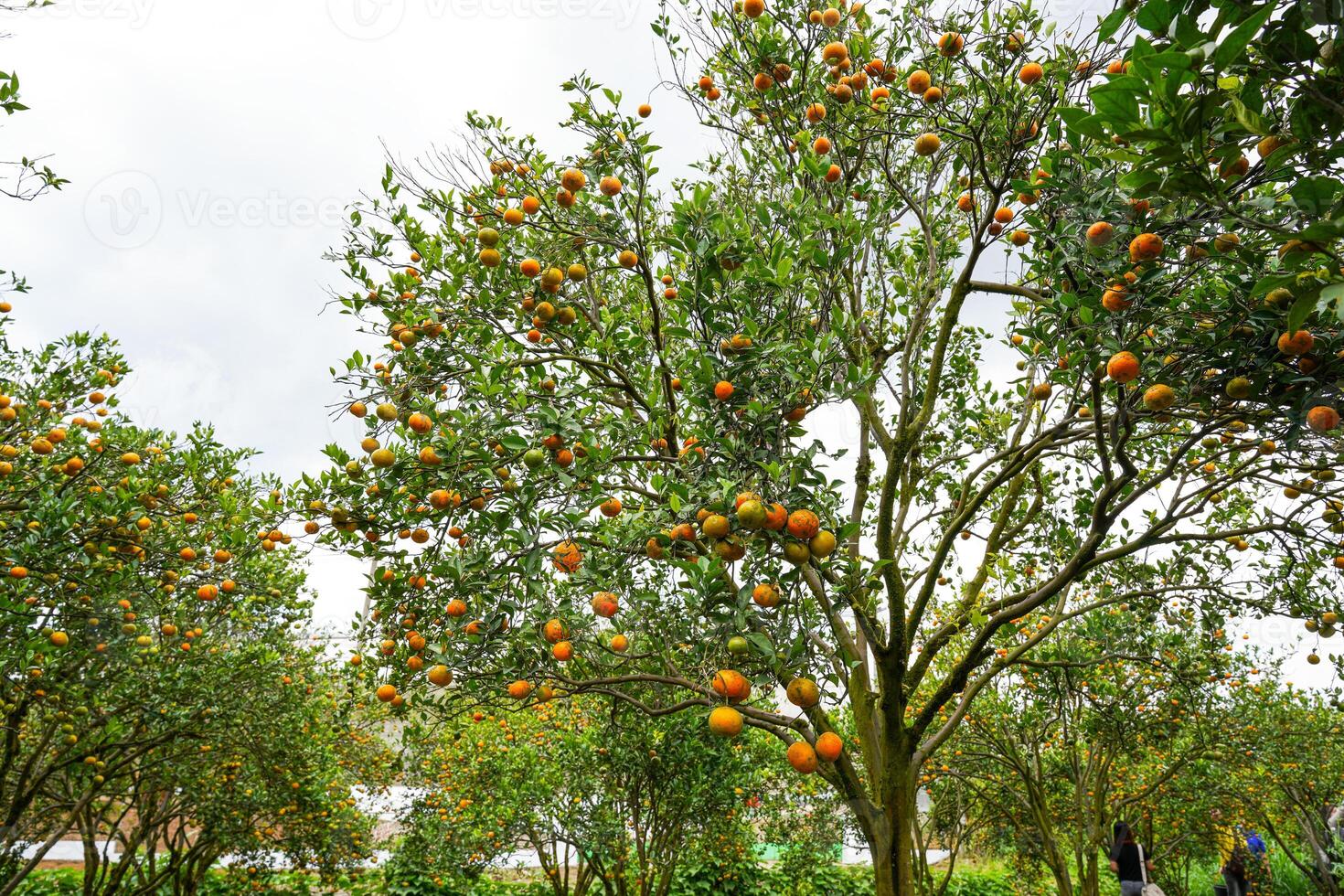 Oranges on the Tree ready for Harvests. Navel orange, Citrus sinensis or known as Limau Madu photo