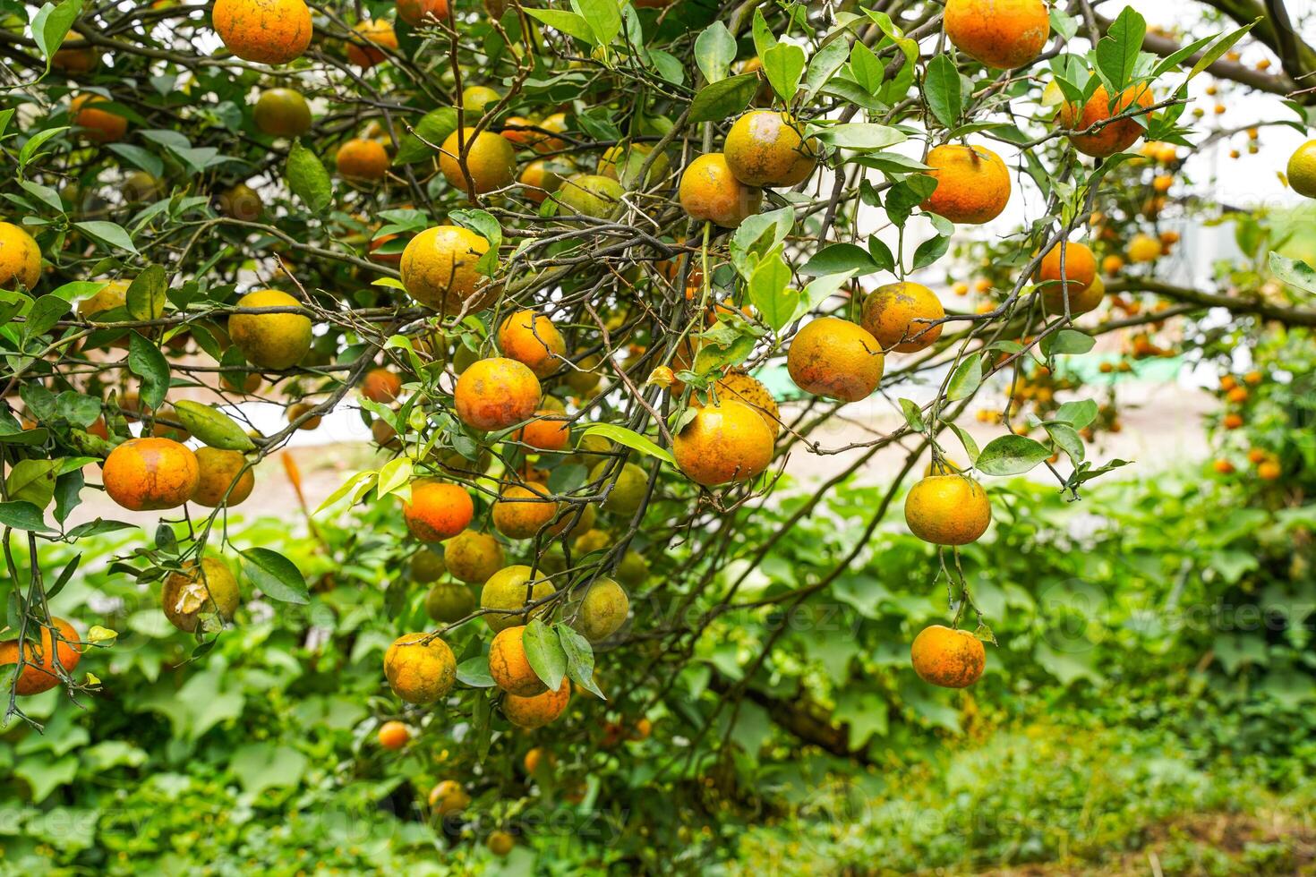 Oranges on the Tree ready for Harvests. Navel orange, Citrus sinensis or known as Limau Madu photo