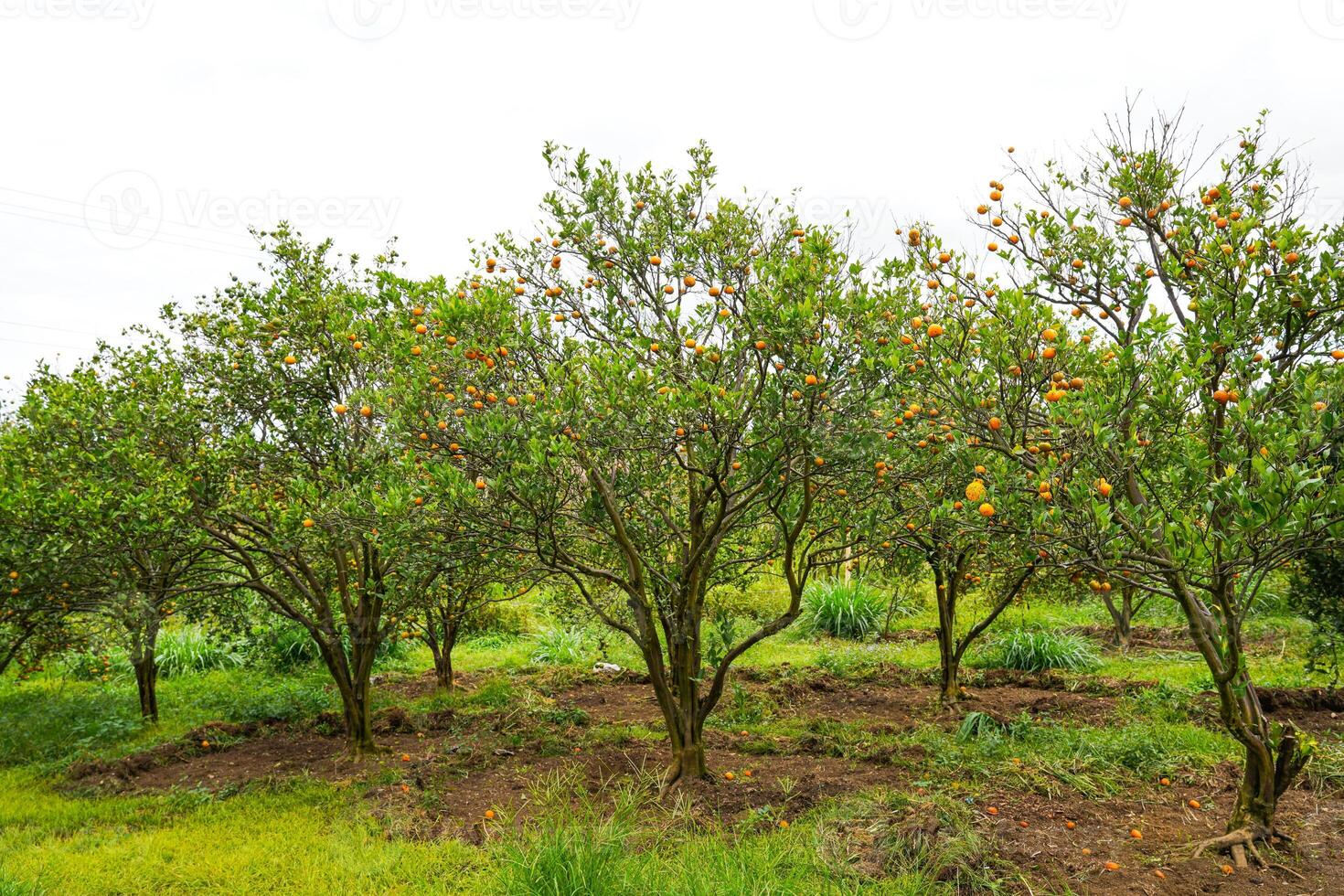Oranges on the Tree ready for Harvests. Navel orange, Citrus sinensis or known as Limau Madu photo