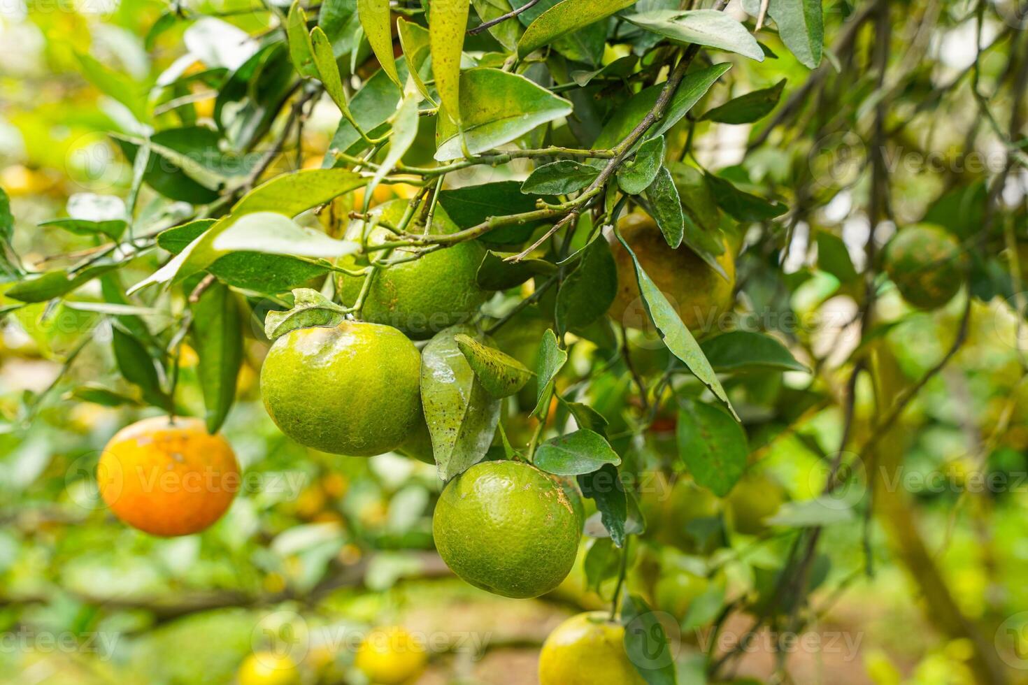 Oranges on the Tree ready for Harvests. Navel orange, Citrus sinensis or known as Limau Madu photo